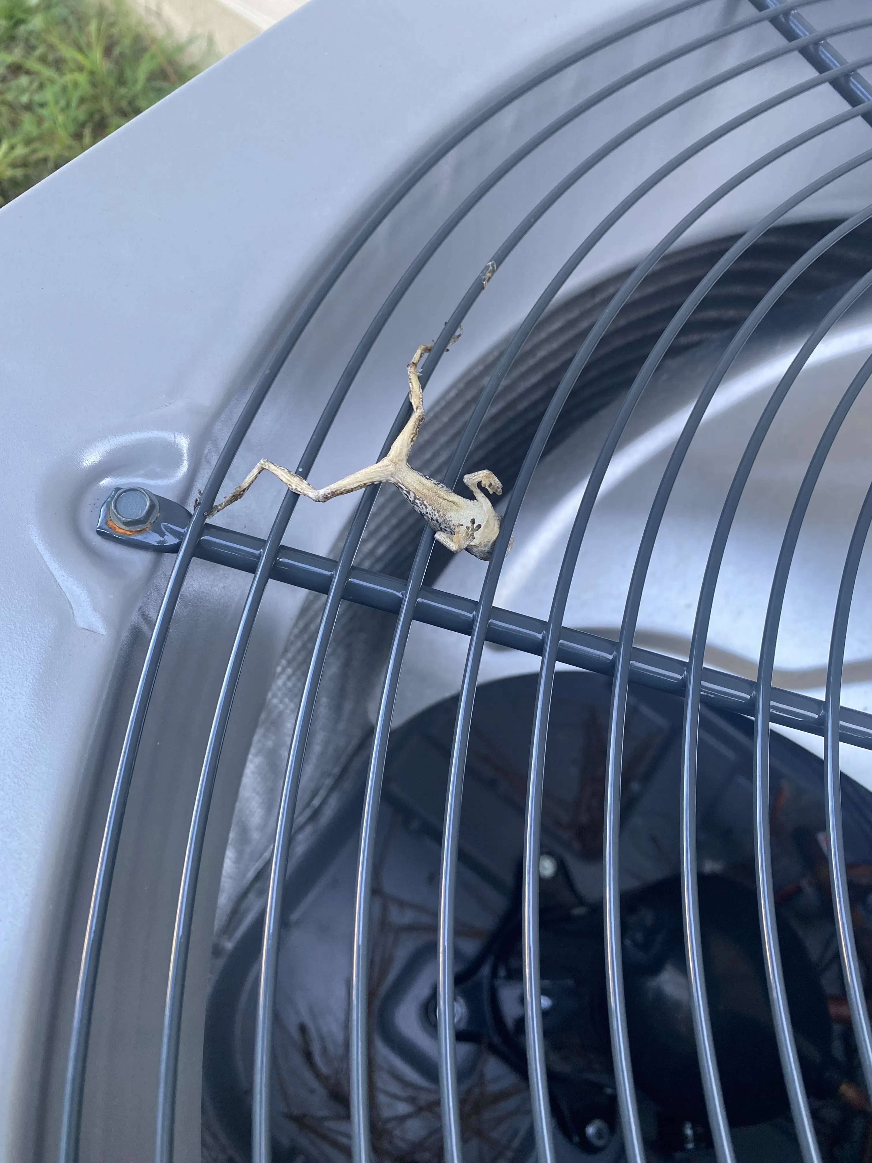 Project Even the Lizards Know It's Time for an AC Check image