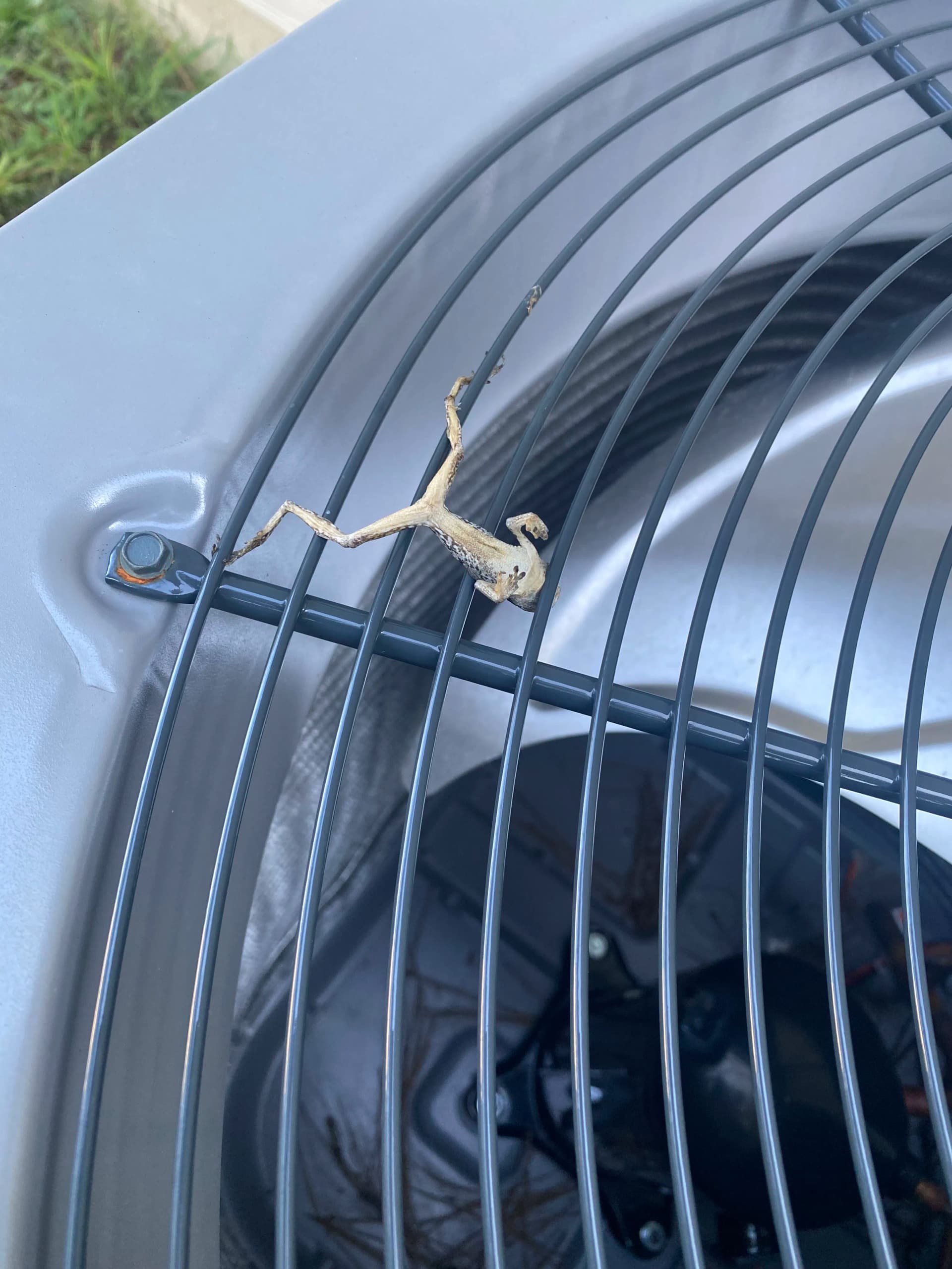 Even the Lizards Know It's Time for an AC Check image
